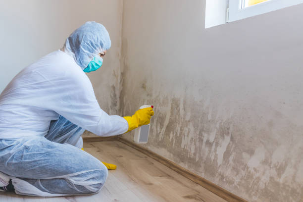 Licensed Mold Removal service in Carrollton, VA - WQB Mold Removal